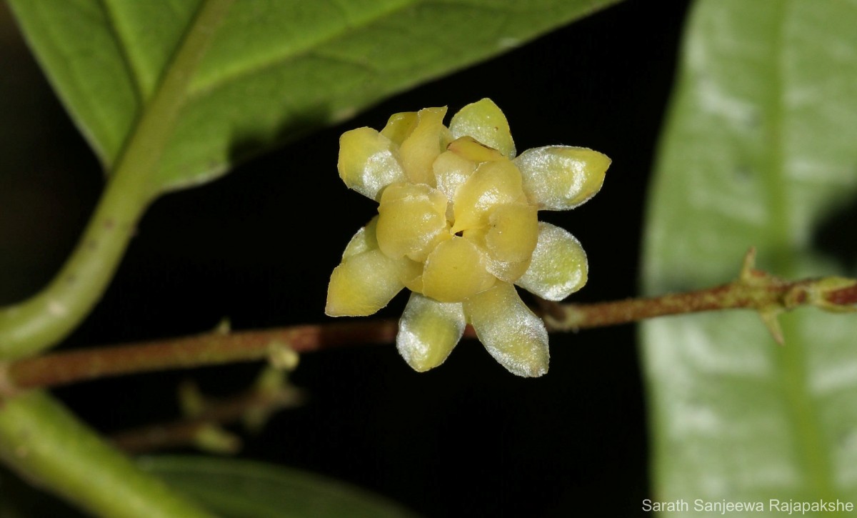 Hortonia floribunda Wight ex Arn.